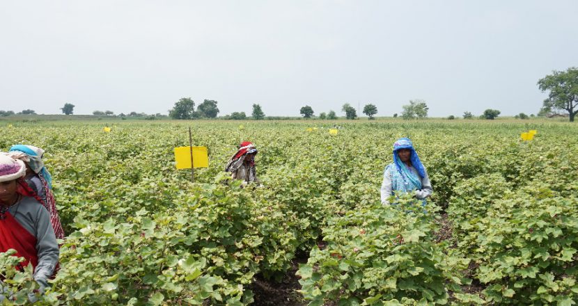 cotton_farm_eyecatch